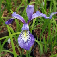 Iris prismatica
